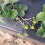 Campo Agroguayas SL en Almonte (Huelva)