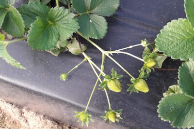 Campo Agroguayas SL en Almonte (Huelva)