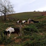 Gamping Pelerin en Lacarre