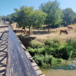 Parque de Campismo Olhos de Água en Louriceira