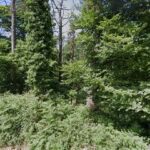 Zona de Acampada Controlada Soroeta en Irún (Gipuzkoa)